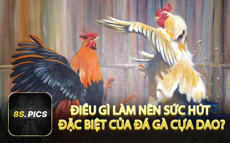 Điều gì làm nên sức hút đặc biệt của đá gà cựa dao